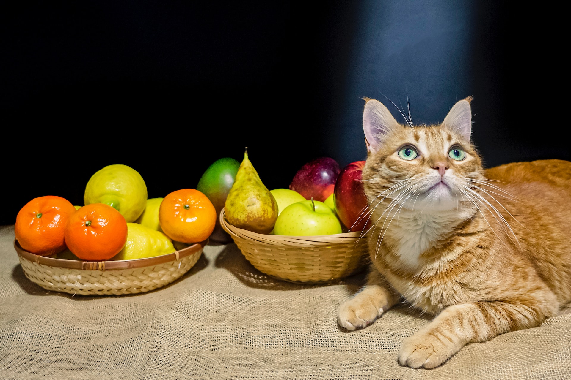 a cat sitting next to a basket of fruit
