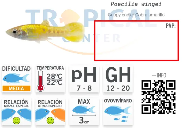 ficha-guppy-2.webp