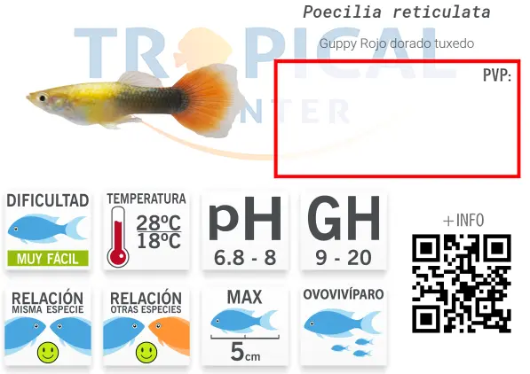 ficha-guppy-3.webp