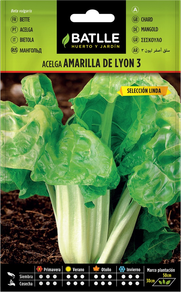 ACELGA AMARILLA DE LYON 5
