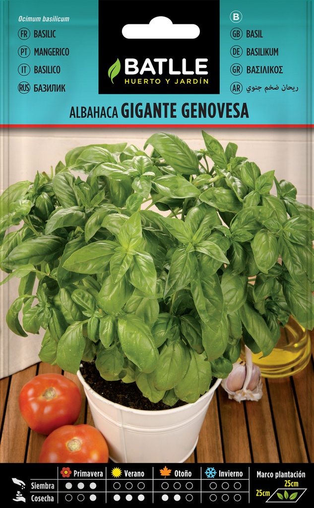 ALBAHACA GIGANTE GENOVESA