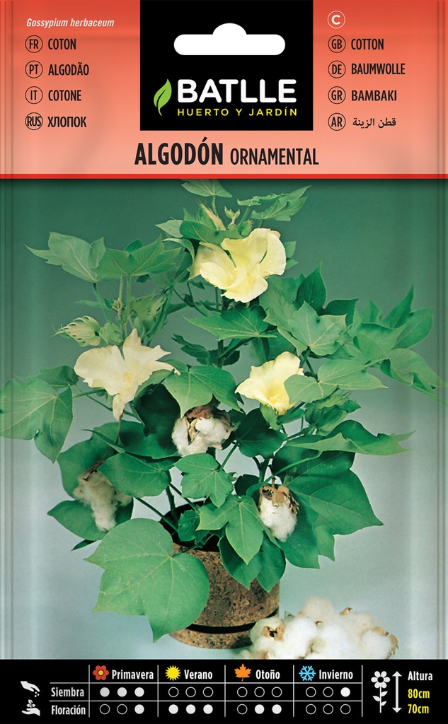 ALGODON (ORNAMENTAL)