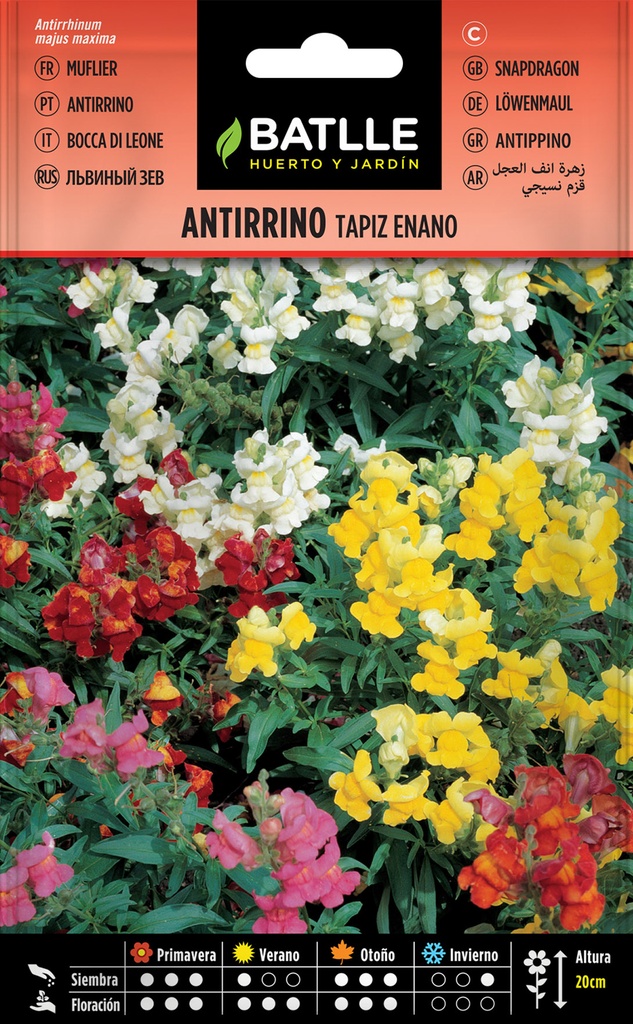 ANTIRRINO ENANO (VARIADO TAPIZ MAGICO)