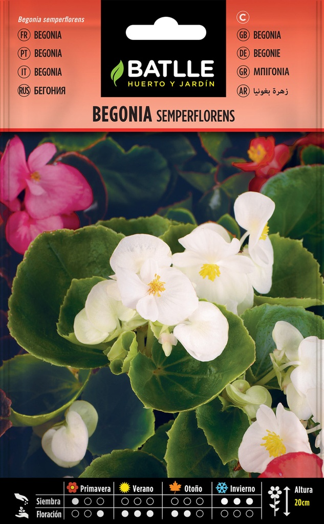 BEGONIA SEMPERFLORENS