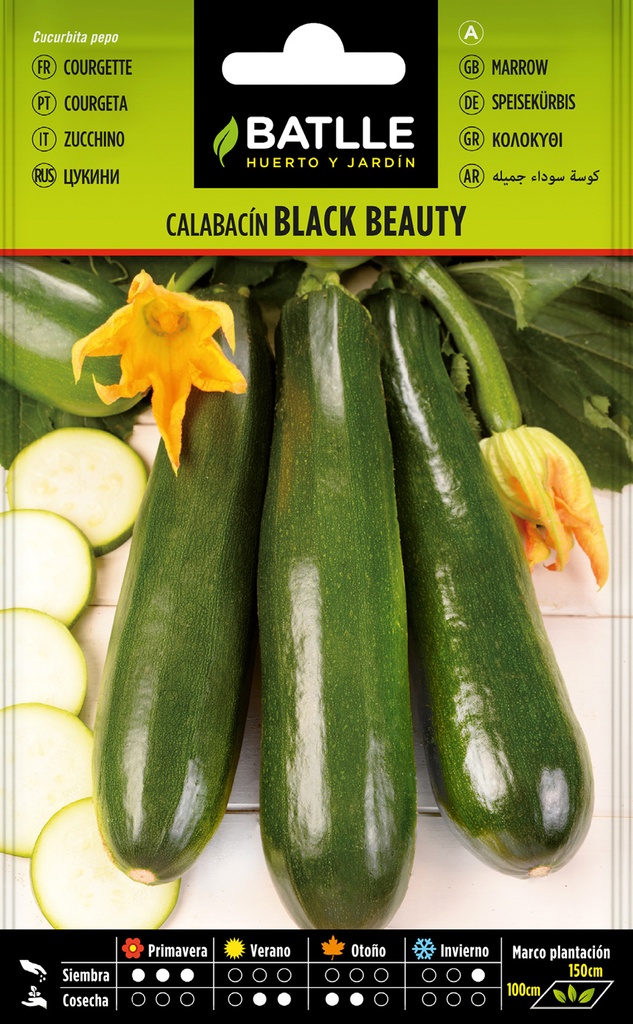 CALABACIN BLACK BEAUTY