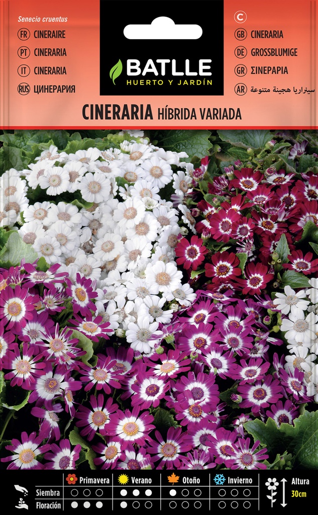 CINERARIA HIBRIDA (ENANA, FLOR GRANDE VARIADA)