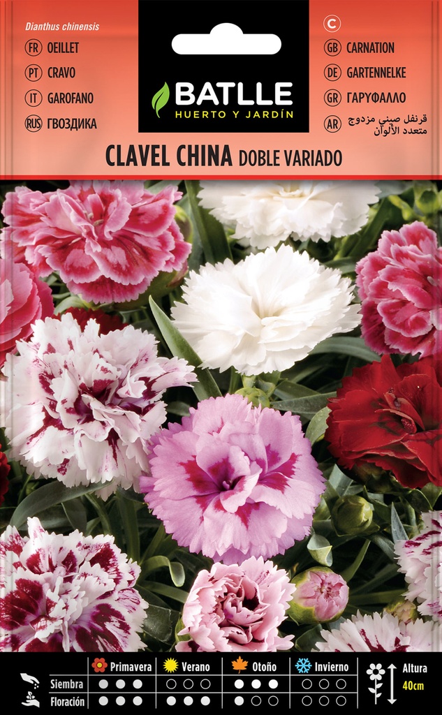 CLAVEL CHINA DOBLE (FLOR GRANDE, VARIADO)