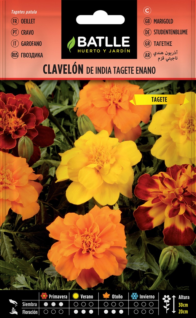 CLAVELON DE INDIA TAGETE ENANO