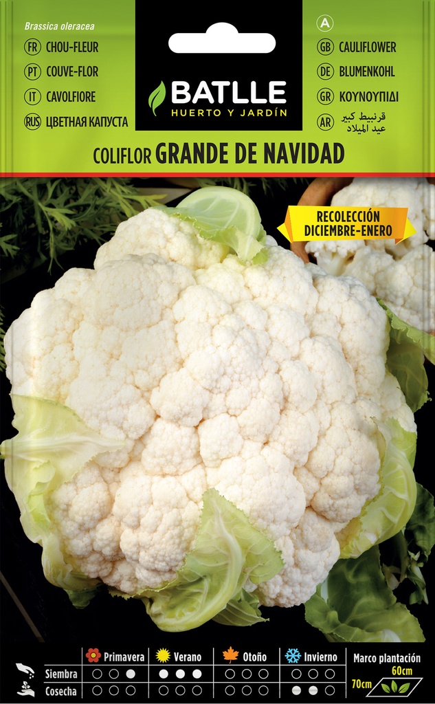 COLIFLOR GRANDE NAVIDAD 