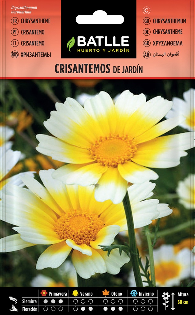 CRISANTEMOS DE JARDIN