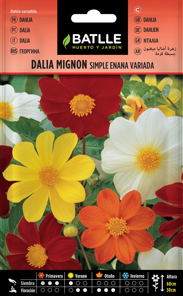 DALIA MIGNON (SIMPLE ENANA VARIADA)