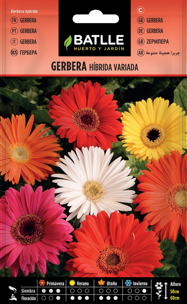 GERBERA HIBRIDA VARIADA