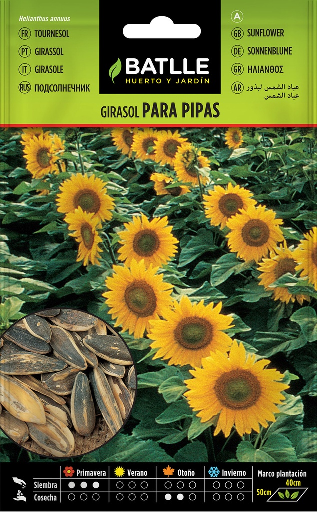 GIRASOL PARA PIPAS