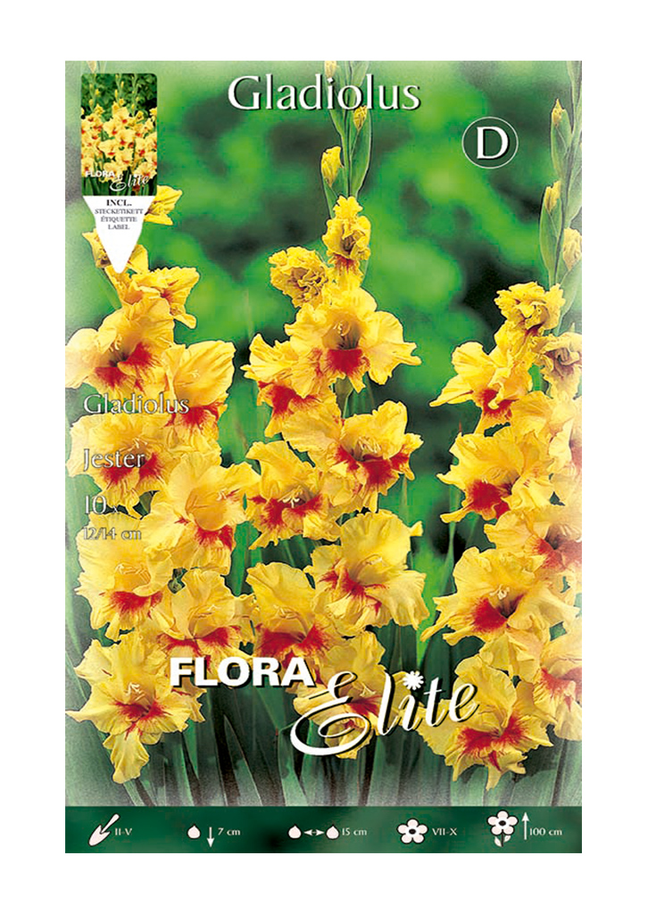 GLADIOLO AMARILLO MANCHAS ROJAS 12/14 ELITE
