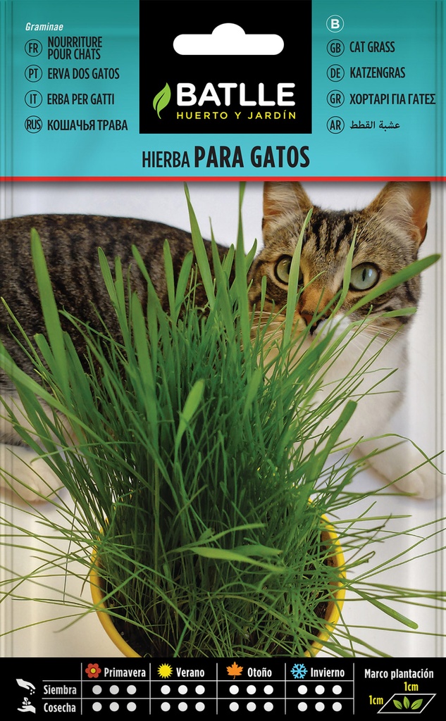 HIERBA PARA GATOS - GRAMINAE