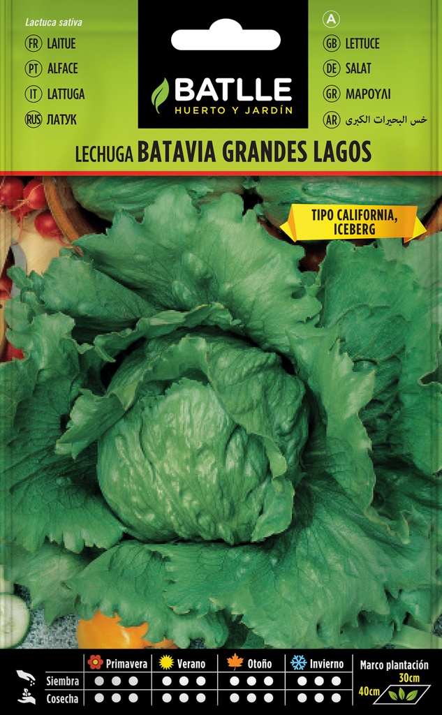 LECHUGA BATAVIA GRANDES LAGOS