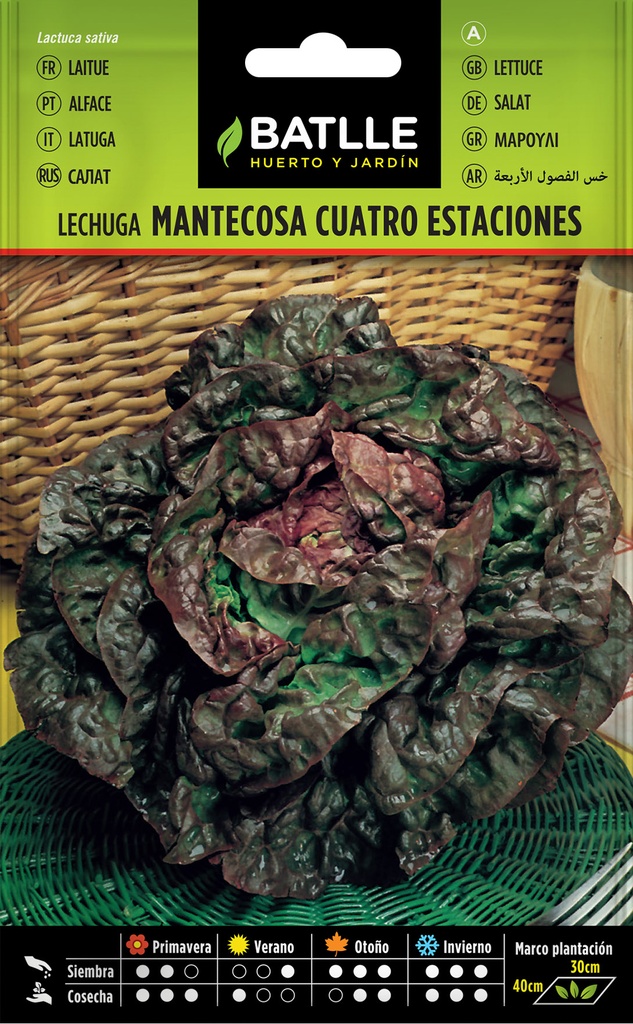 LECHUGA MARAVILLA DE 4 ESTACIONES