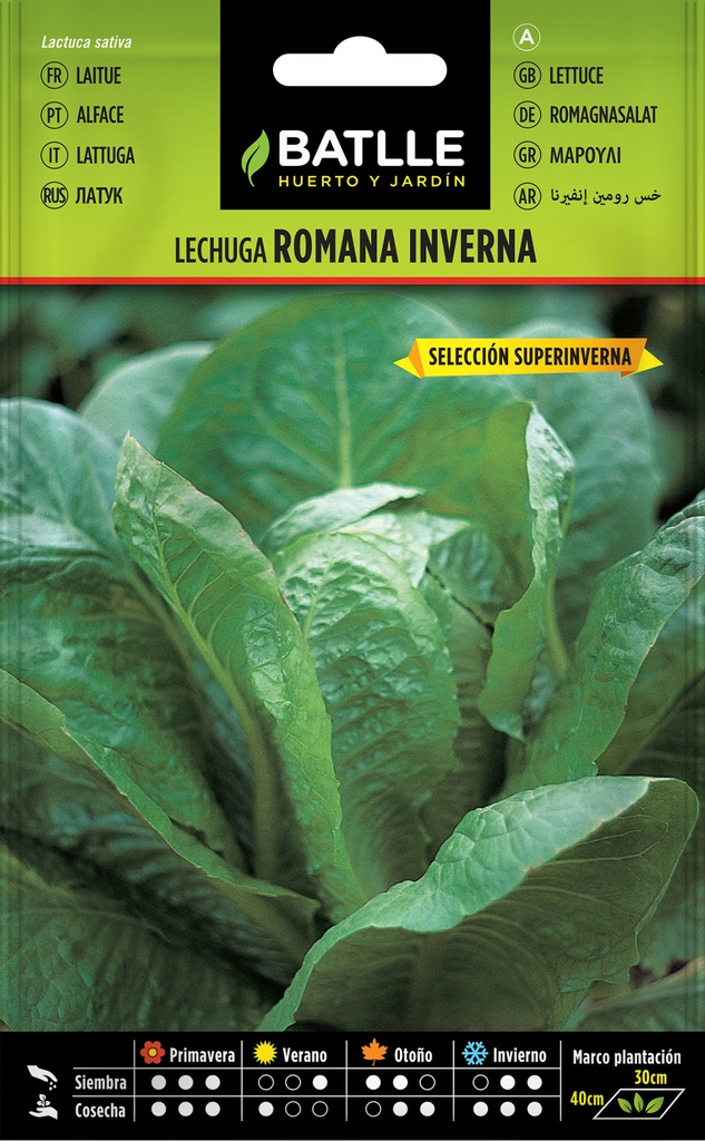 LECHUGA ROMANA INVERNA