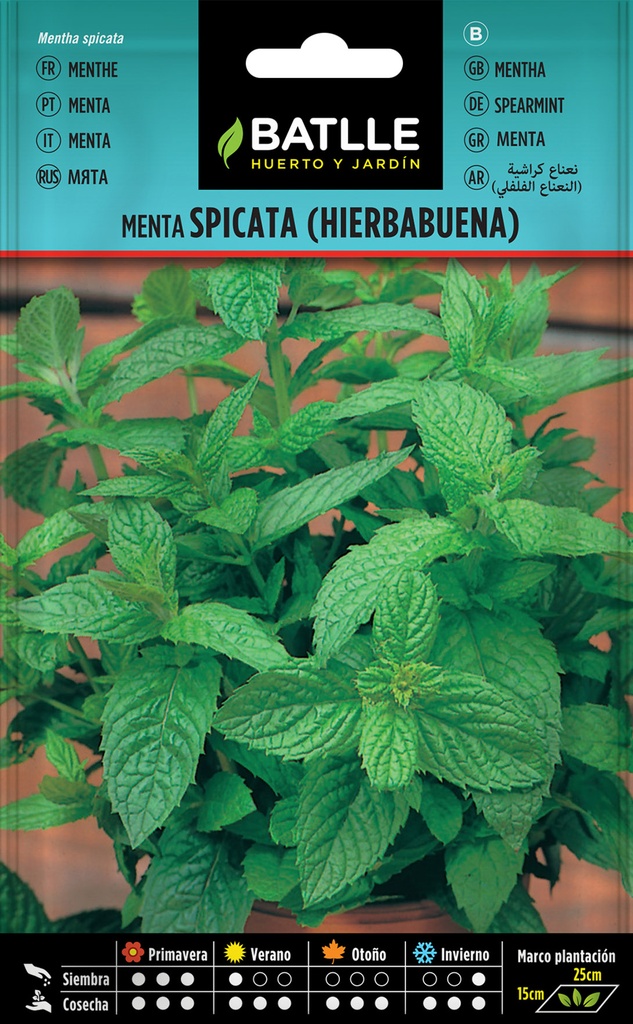 MENTA SPICATA (HIERBABUENA)