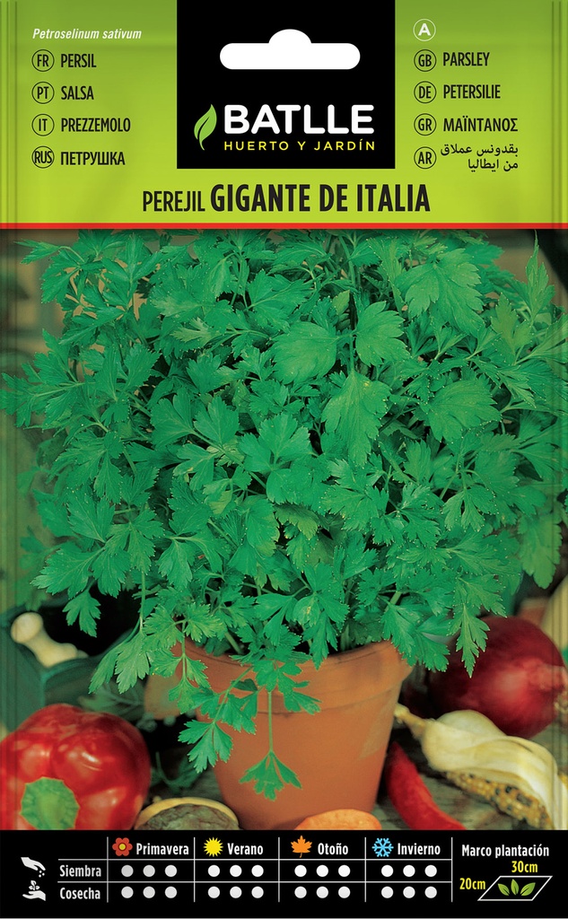PEREJIL GIGANTE DE ITALIA