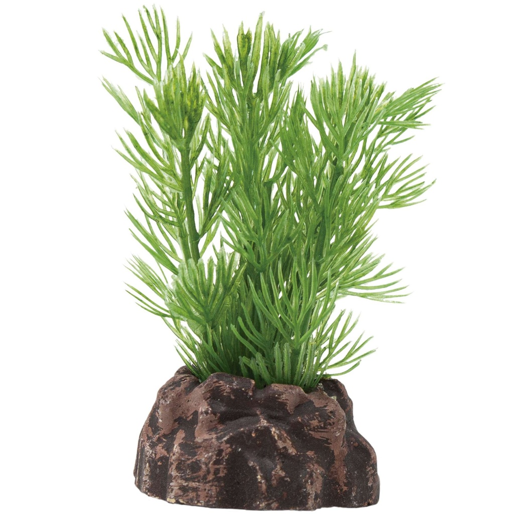 PLANTA MAGIC MOD 6.2X3 UNDS