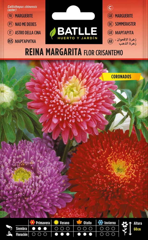 REINA MARGARITA FLOR CRISANTEMO