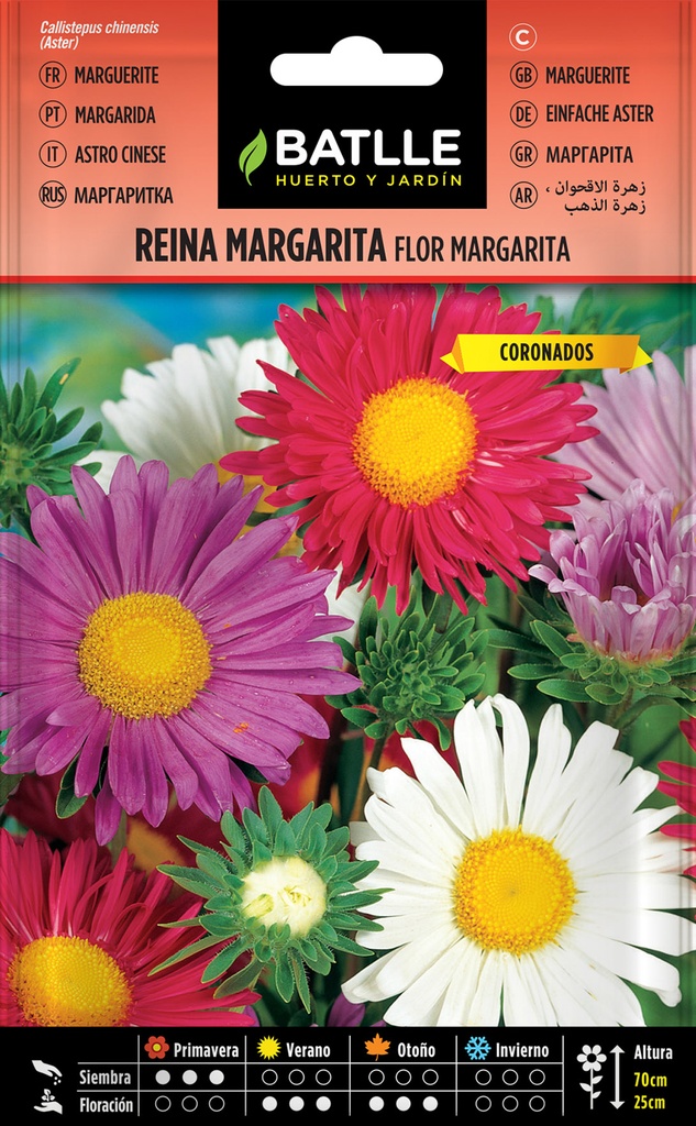 REINA MARGARITA FLOR MARGARITA