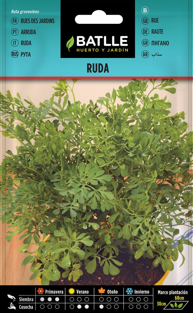 RUDA- RUTA GRAVEOLENS