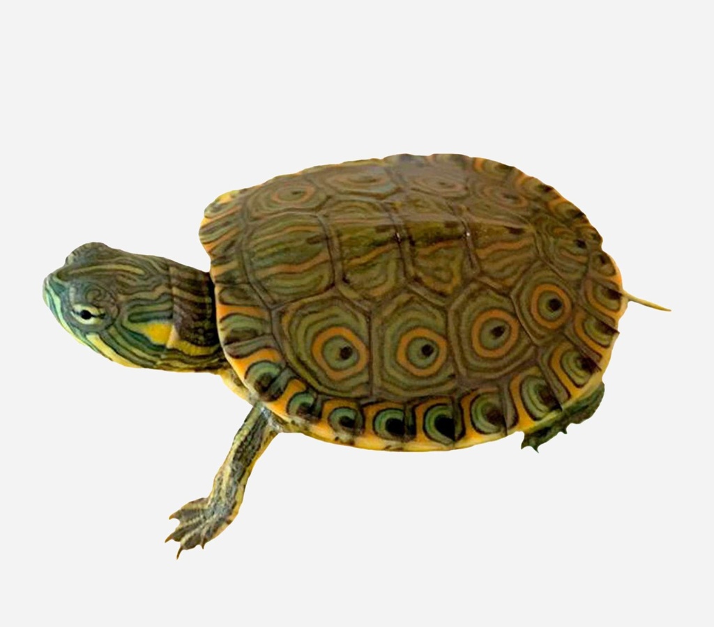 TORTUGA ACUÁTICA VENUSTA