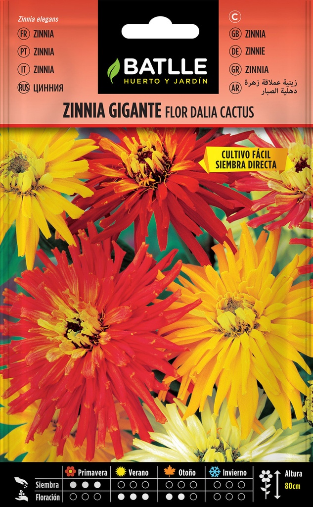 ZINNIA GIGANTE FLOR DALIA CACTUS