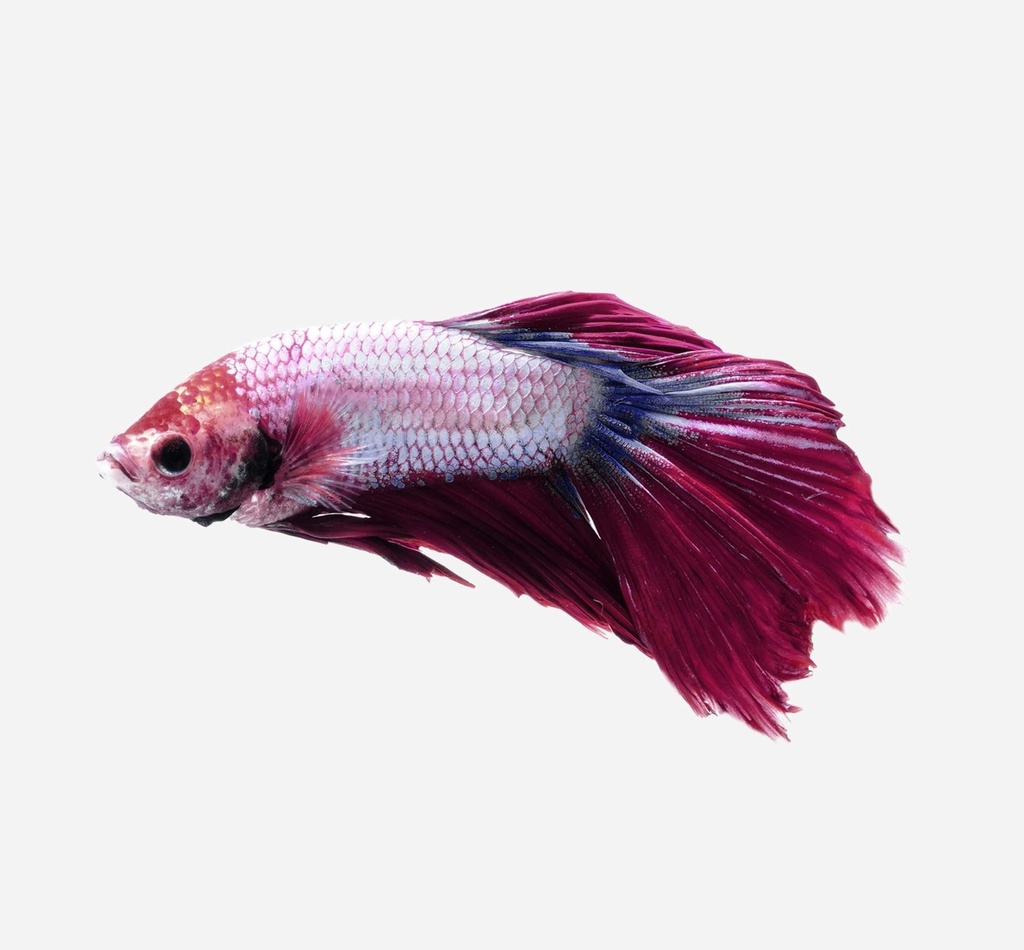 BETTA CAMBOYANO METALICO MORADO