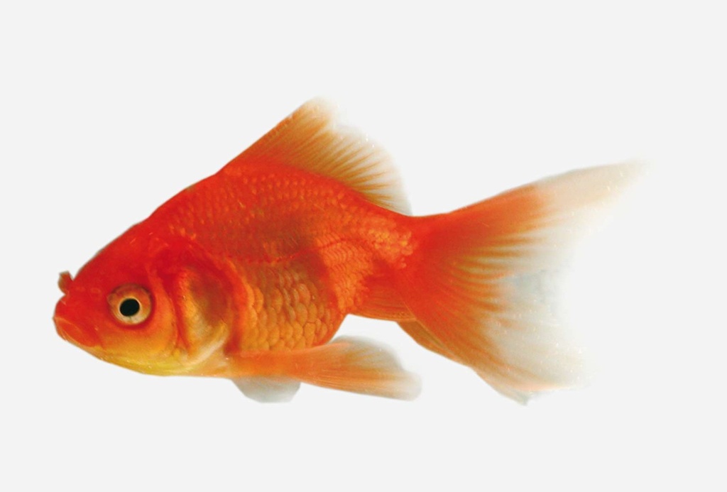 FANTAIL ROJO