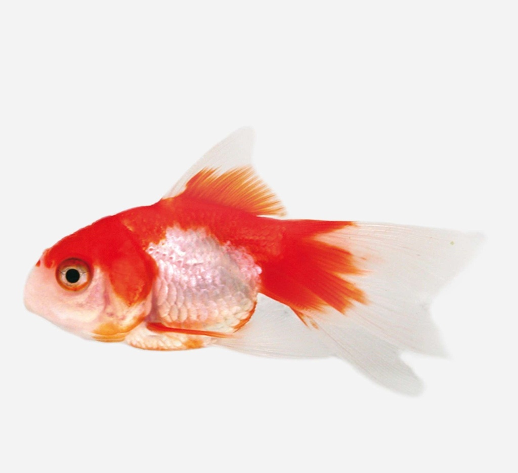 FANTAIL ROJO Y BLANCO