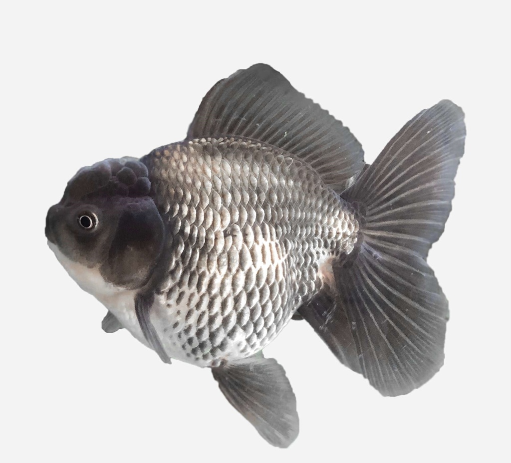 ORANDA AZUL