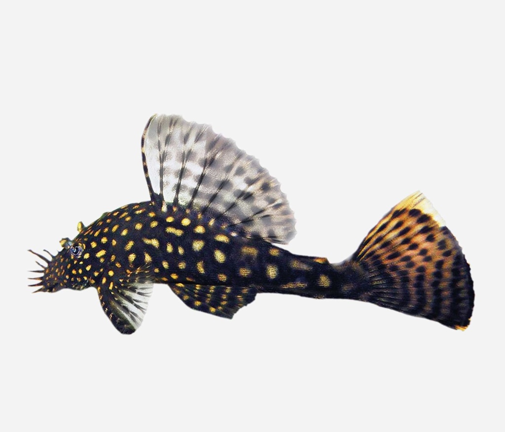 ANCISTRUS