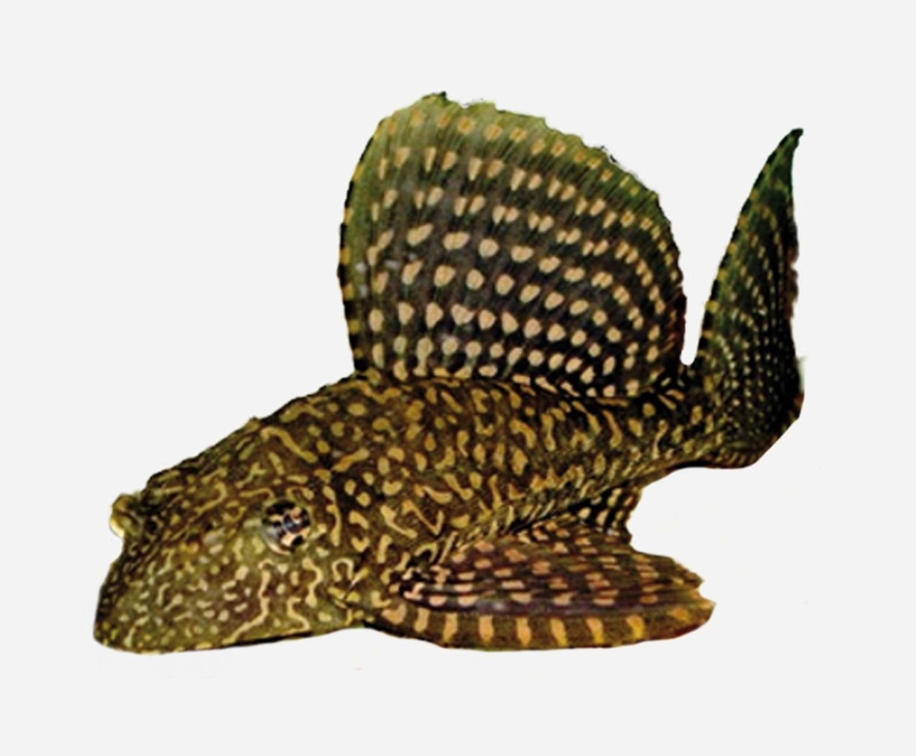 PLECOSTOMUS MARIPOSA DORADO