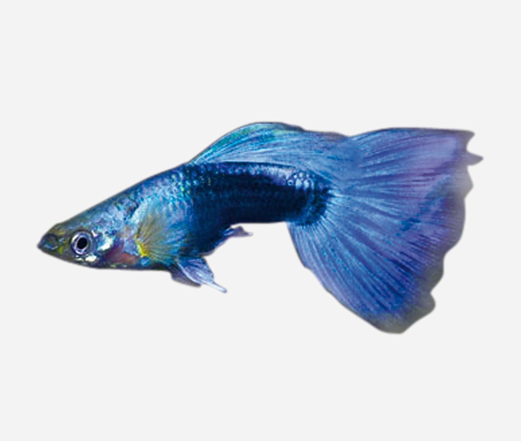 GUPPY MACHO AZUL NEON