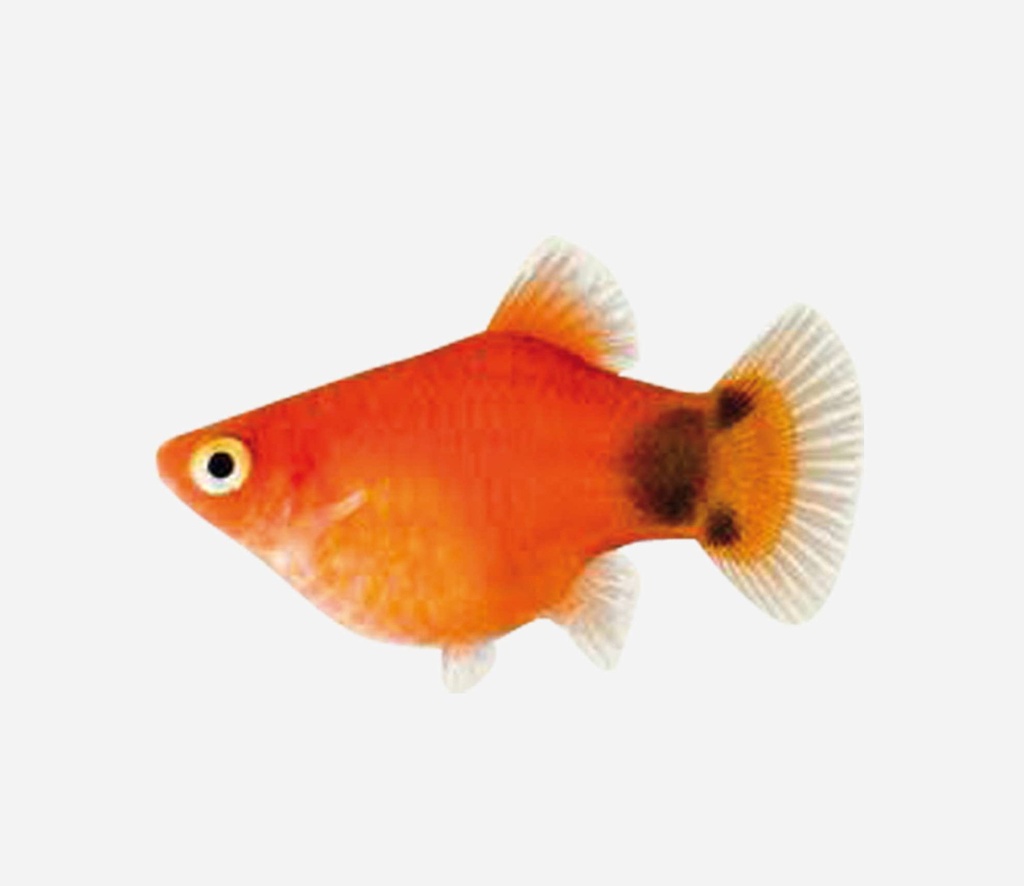 PLATY CORAL ROJO MICKEY