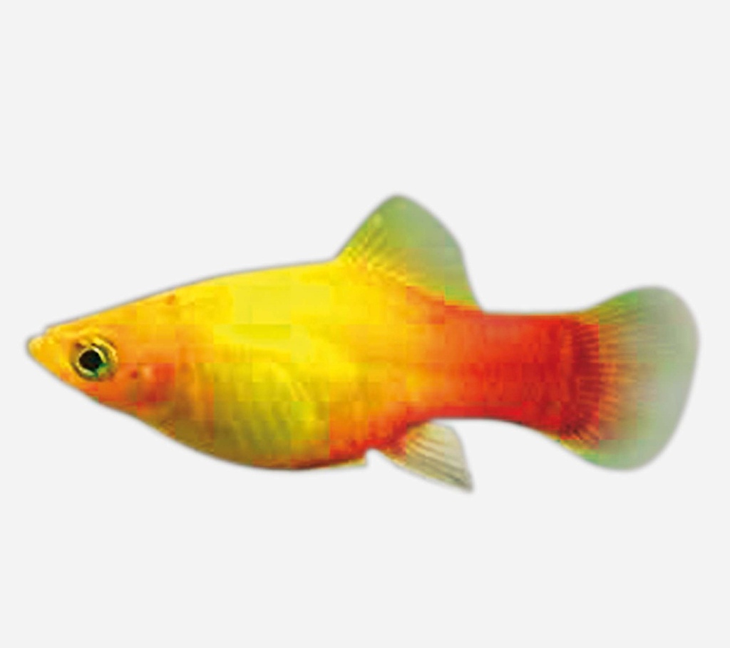 PLATY ORO