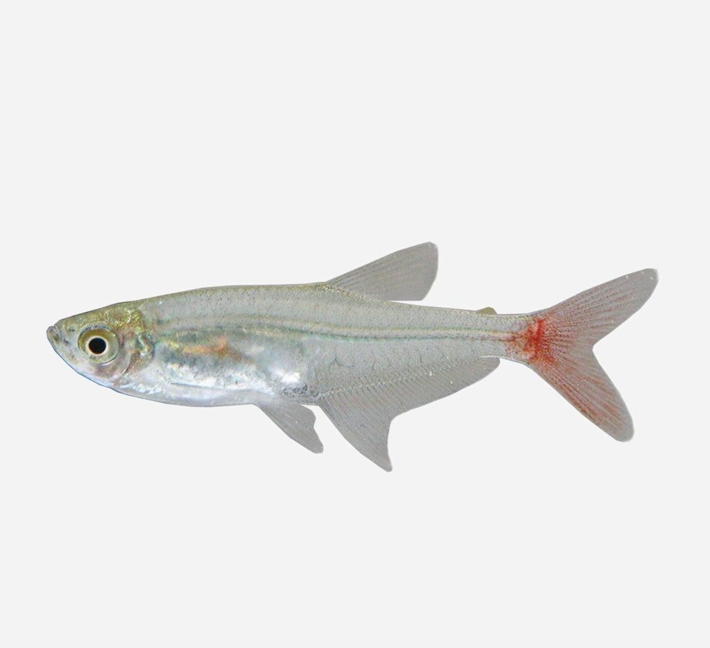 TETRA CRISTAL COLA ROJA