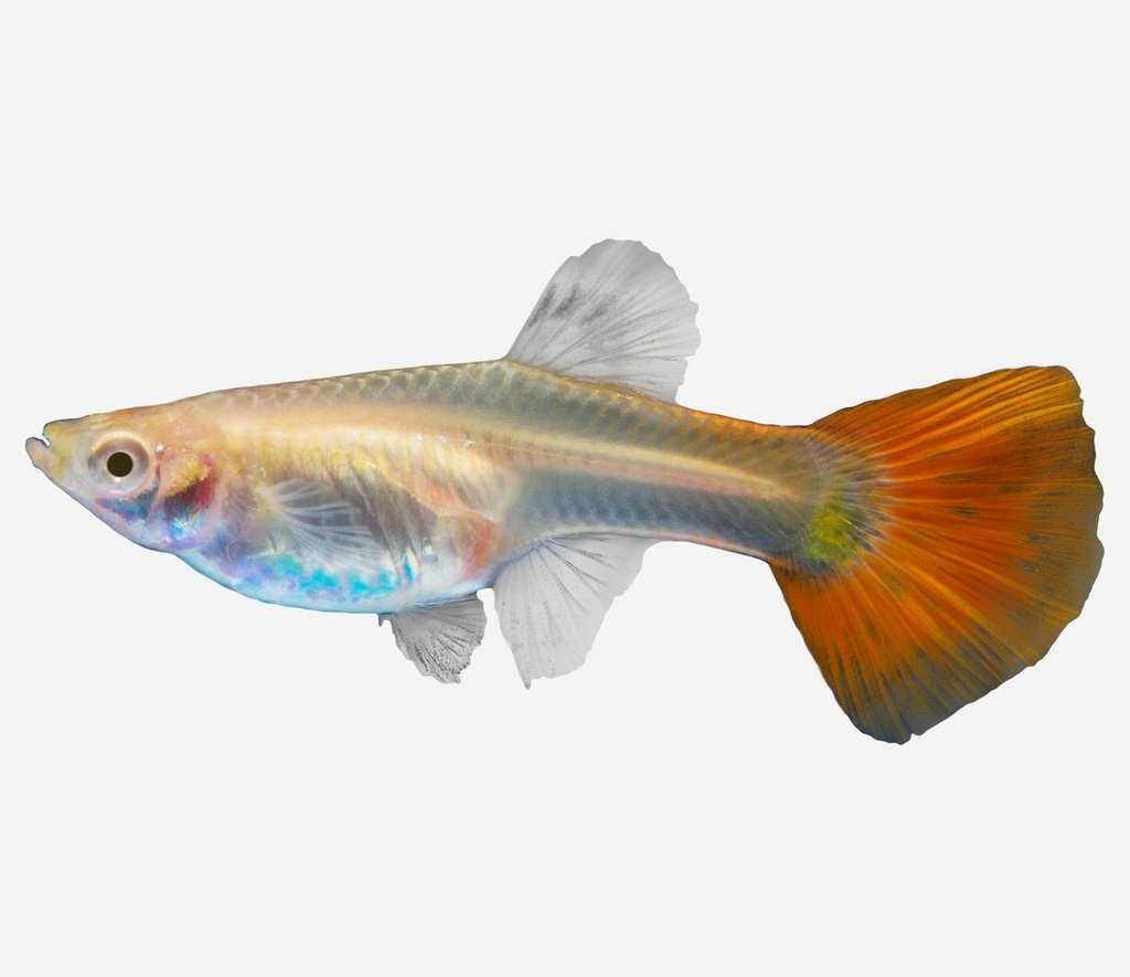 GUPPY HEMBRA ROJO