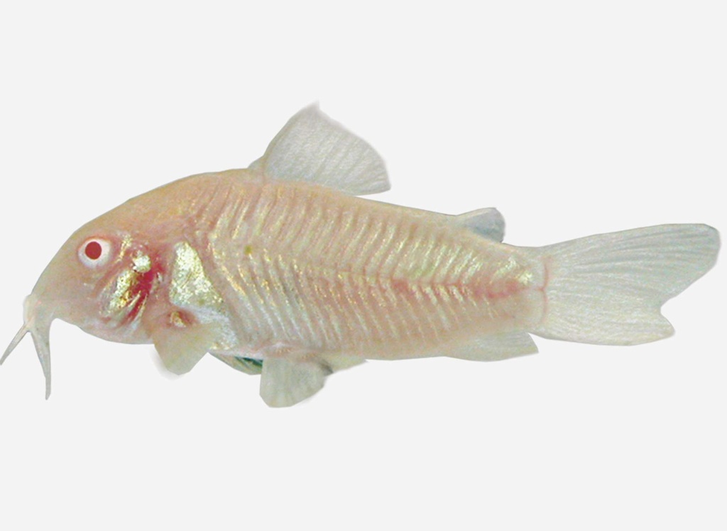 CORIDORA ALBINA