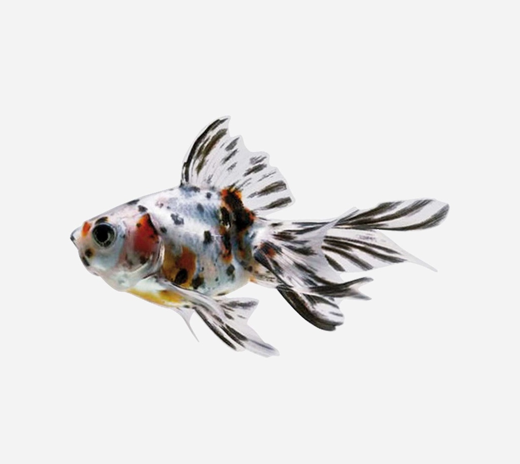 FANTAIL CALICO