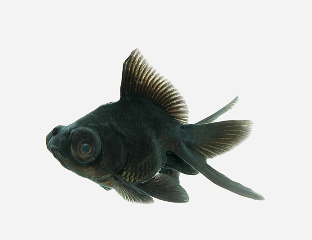 TELESCOPICO NEGRO
