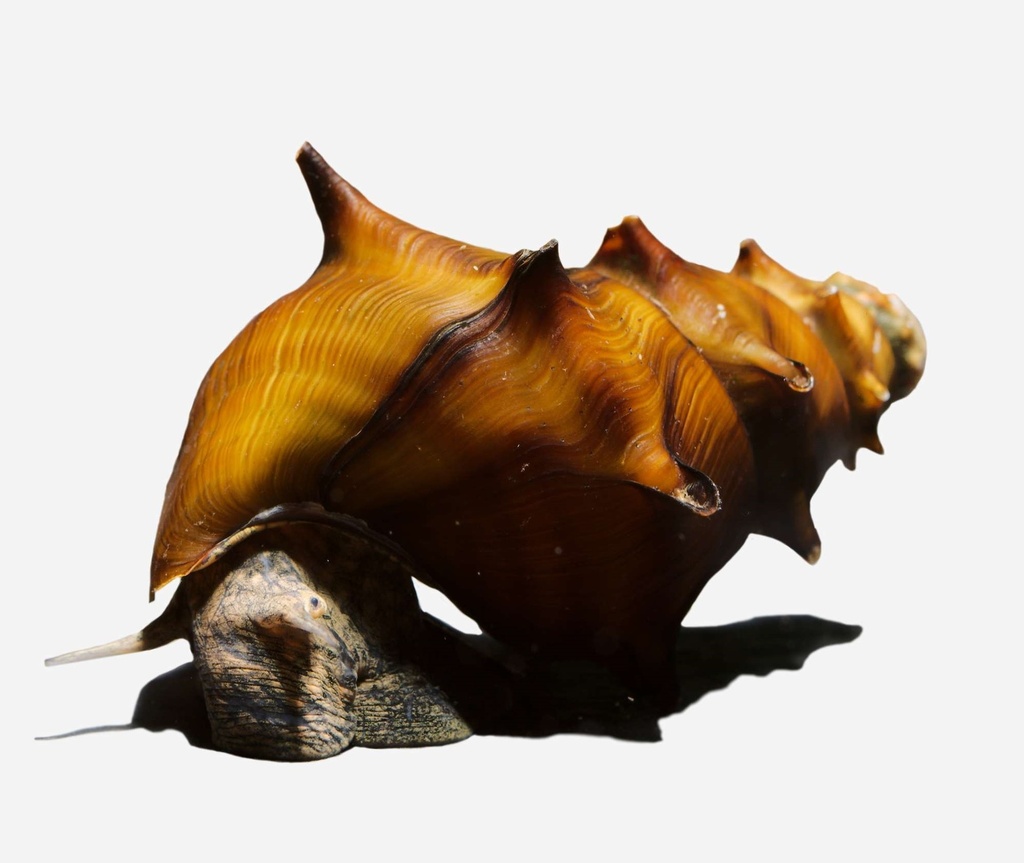 CARACOL PAGODA