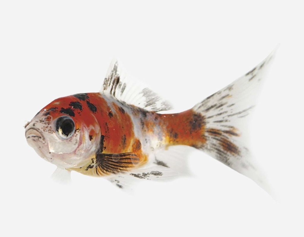 SHUBUNKIN