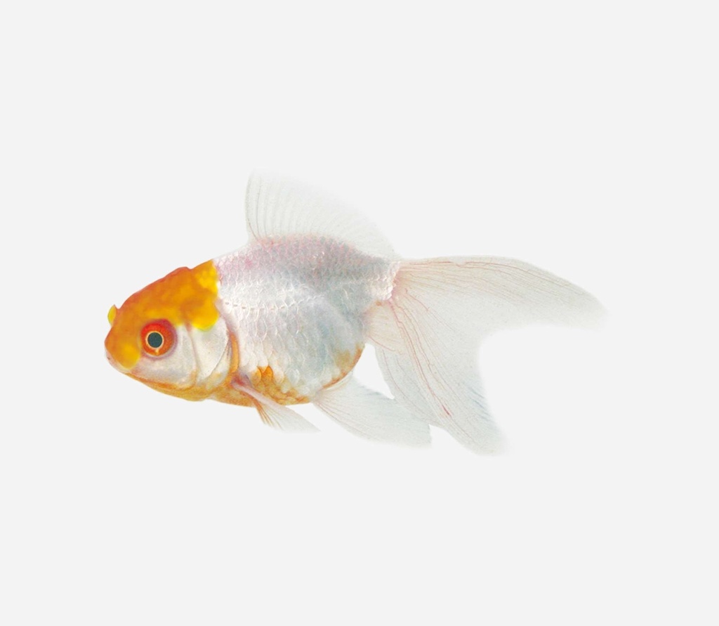 BOINA AMARILLA