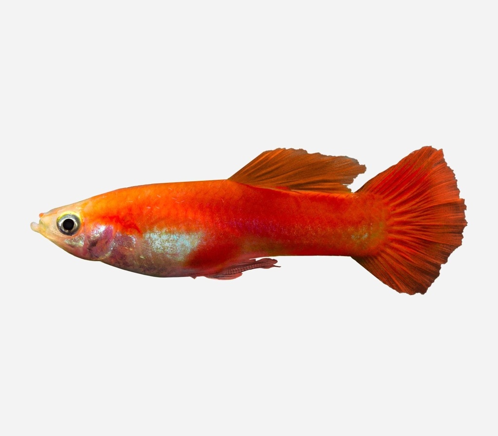 GUPPY MACHO ROJO