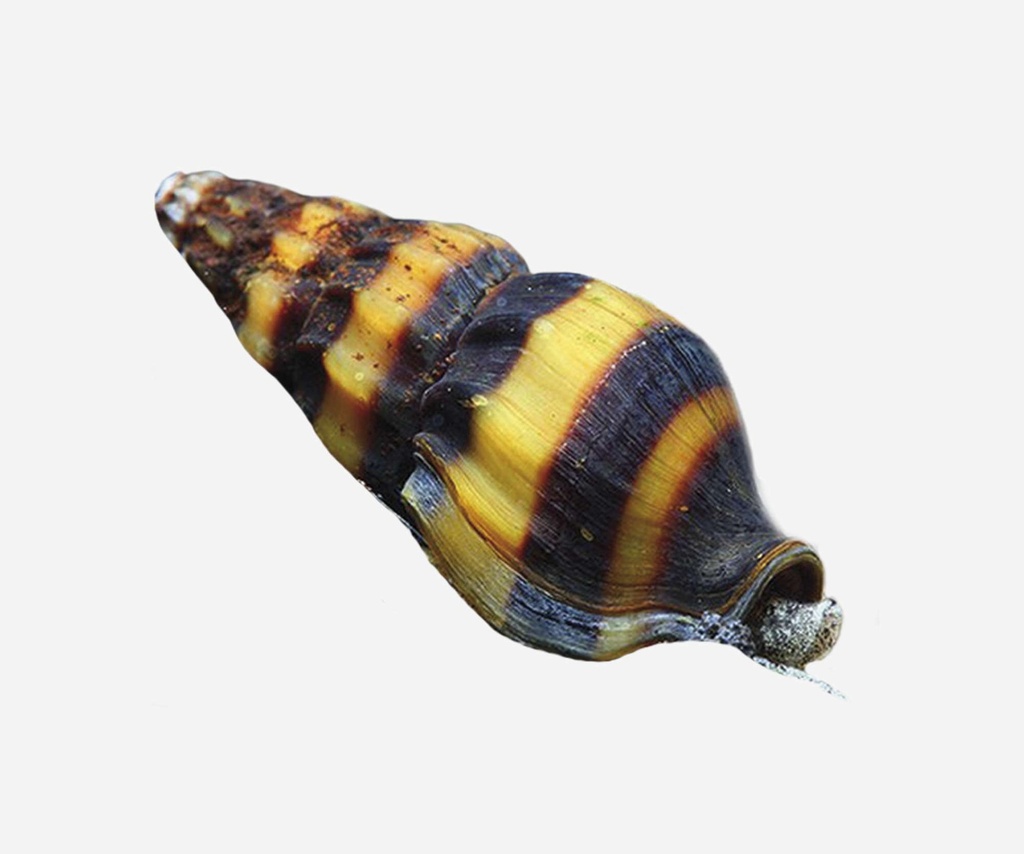 CARACOL HELENA