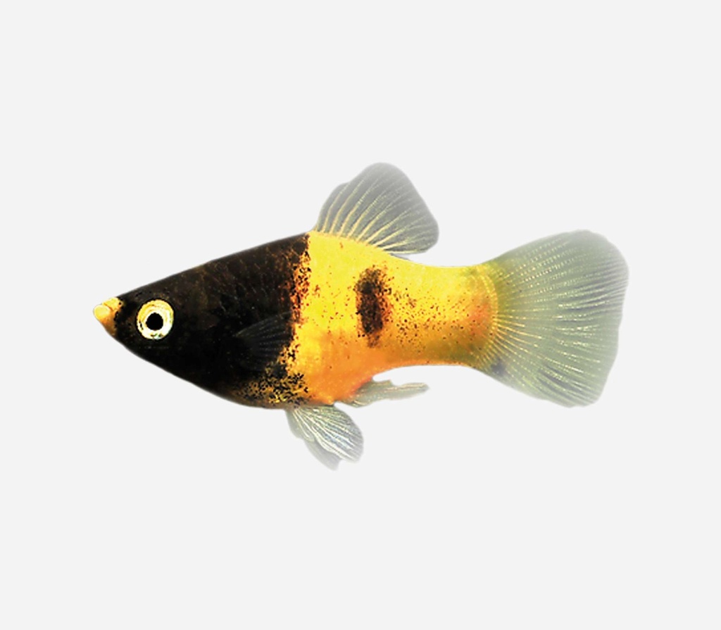 PLATY AVISPA